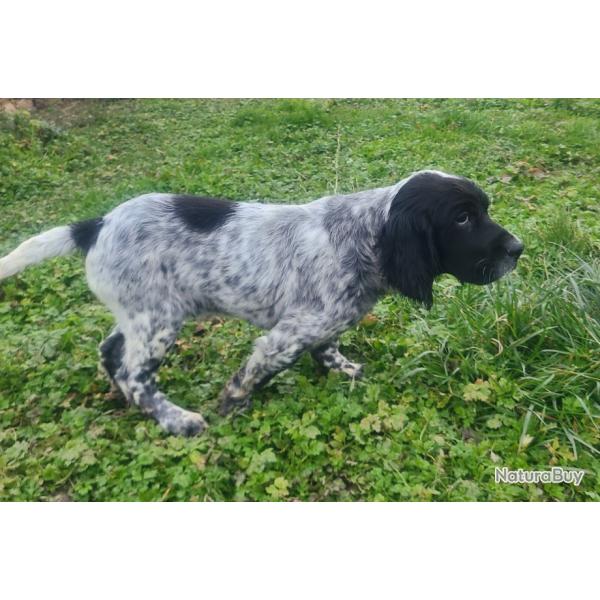 Chiot mle setter anglais