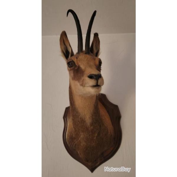 Taxidermie trophe tte d'isard chamois corne