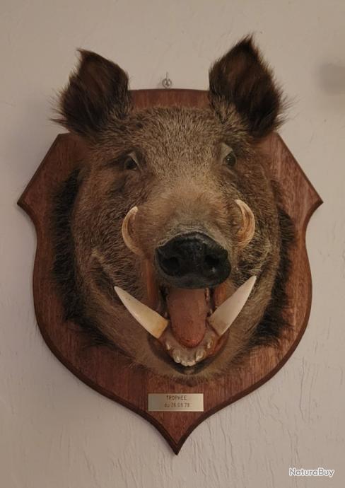 Taxidermie gand trophée Elan du Cap - Trophées africains