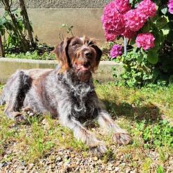 Recherche chiots femelle drahthaar