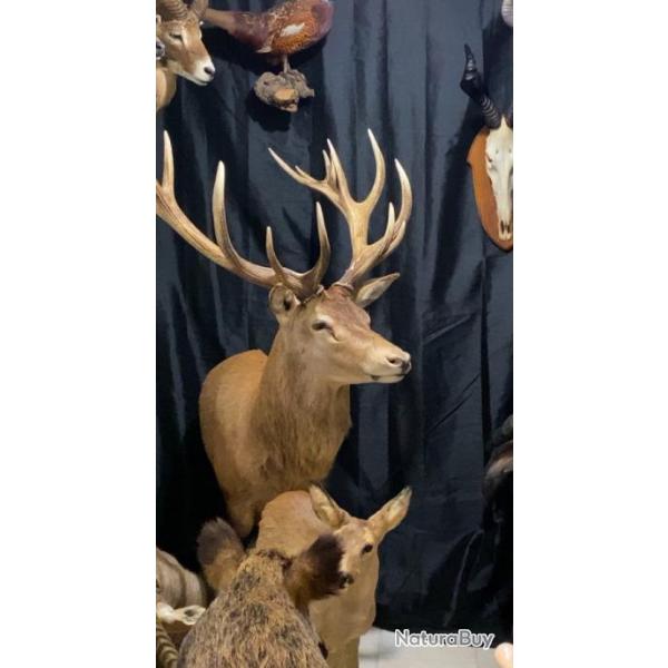 Taxidermie cerf 16 cors