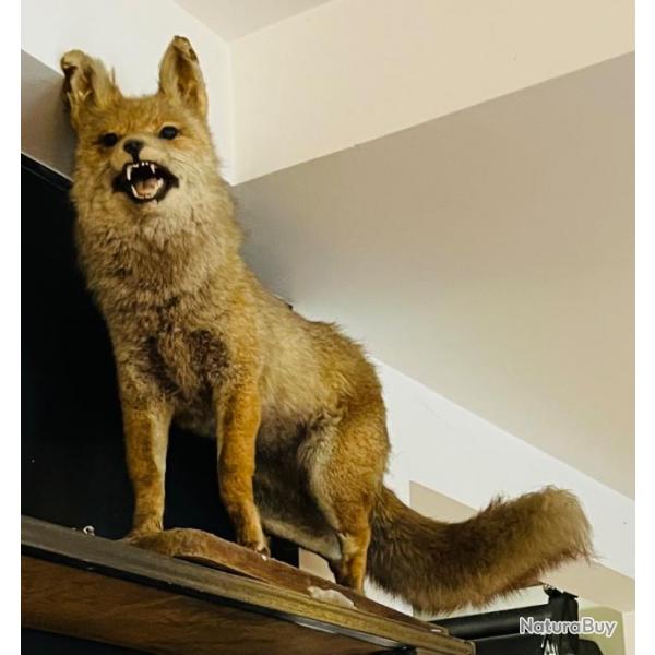 Taxidermie lot de 2  animaux empaills Renard et Blaireau