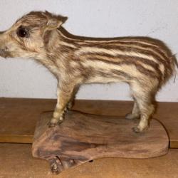 Marcassin naturalisé / empaillé rare tbe taxidermie