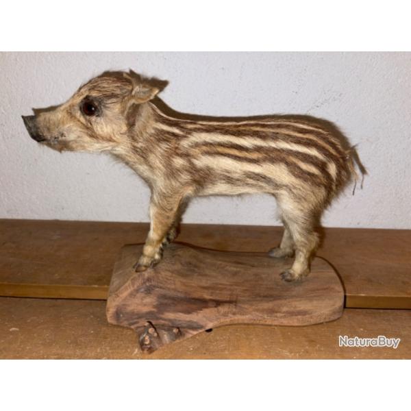 Marcassin naturalis / empaill rare tbe taxidermie