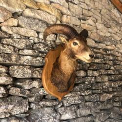 Trophée de Chasse : Tête de Mouflon !