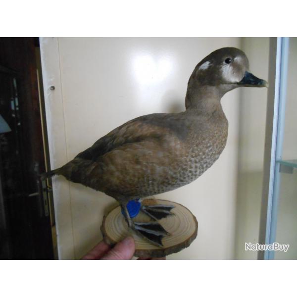 garrot arlequin fem
