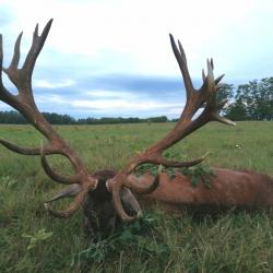 La chasse du cerf en Hongrie avec l'association un monde de chasse