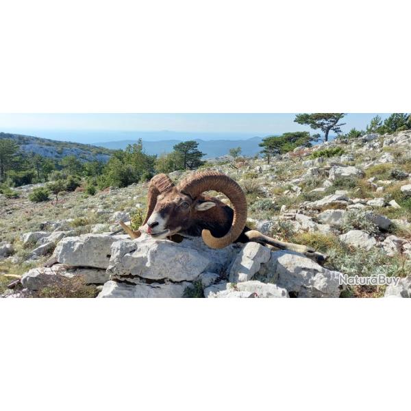 la chasse du mouflon en Croatie avec l'association un monde de chasse