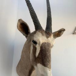 TROPHEE ORYX