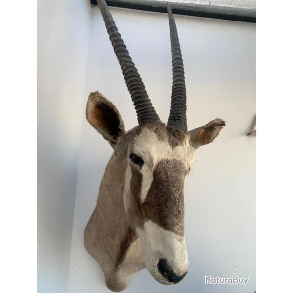 TROPHEE ORYX