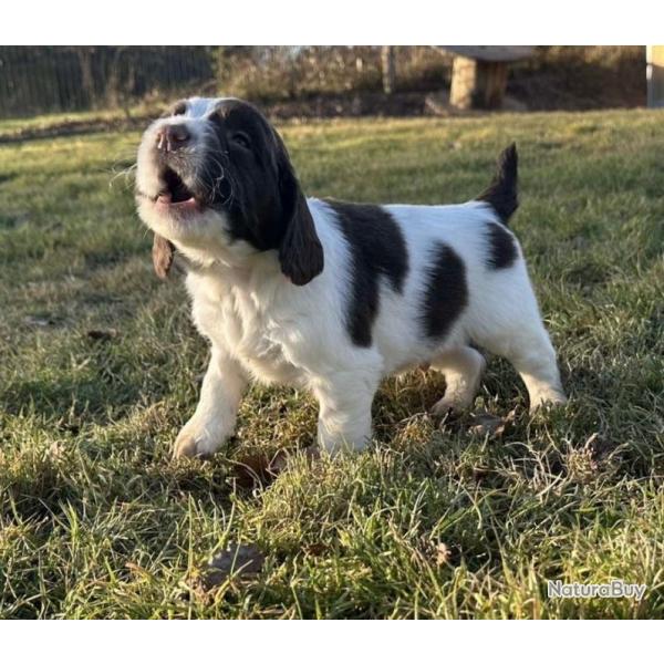 SPRINGER ANGLAIS chiots 2 et 3 mois
