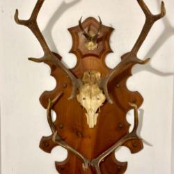Trophée bois de cerf & chevreuil