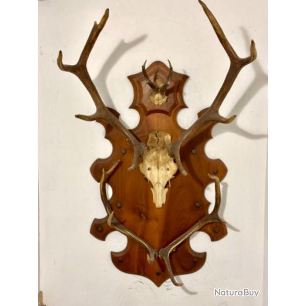 Trophe bois de cerf & chevreuil