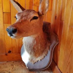 Tête sur socle en bois