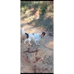 Saillie mâle setter croisé épagneul