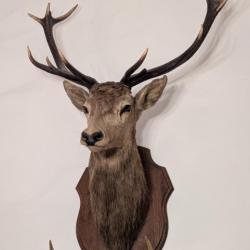 Tête de cerf