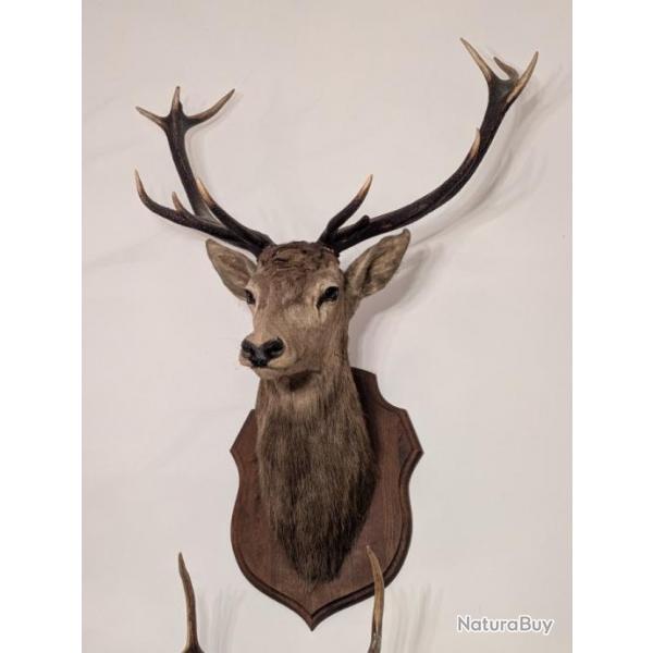 Tte de cerf
