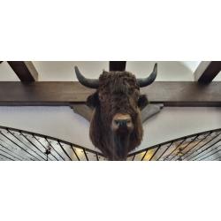 Tête de bison