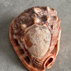 Coquille sculpté