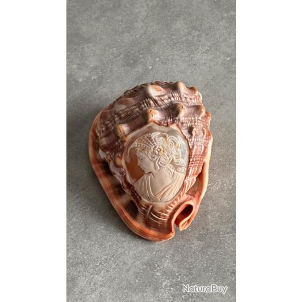 Coquille sculpt
