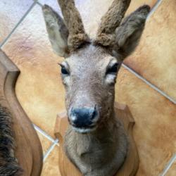 Taxidermie tête chevreuil