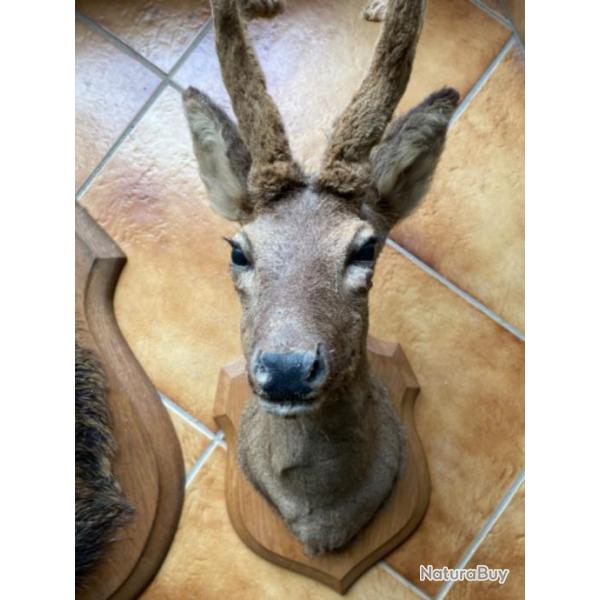 Taxidermie tte chevreuil