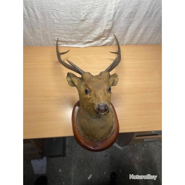 Ancienne Tte de cerf trophe de chasse