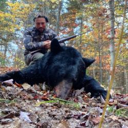 Ours noir chasse canada