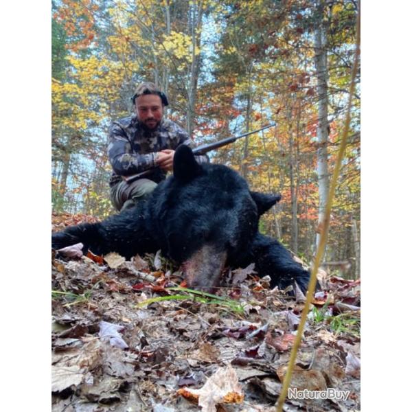 Ours noir chasse canada