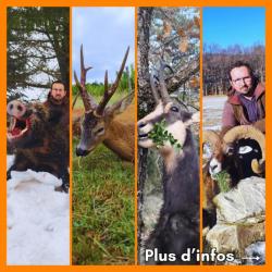 Séjour de chasse en France (battue privée, approche) sanglier/mouflon/daim/cerf/chamois/chevreuil