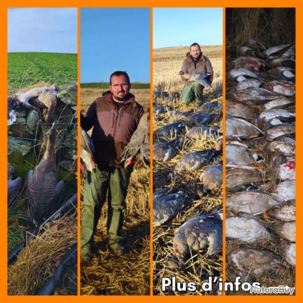 Voyage de chasse en cosse (bcasse, pigeon, oie, canard, chevreuil) petit et gros gibier