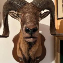 Vends trophée de tête de mouflon ovis empaillé