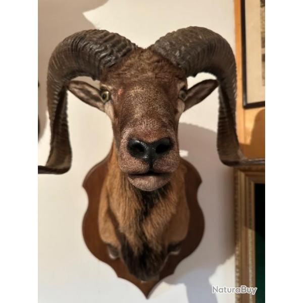 Vends trophe de tte de mouflon ovis empaill