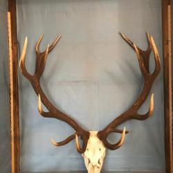 très beau massacre cerf 12 cors