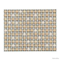 Panier d'incubation oeufs de perdrix TR154