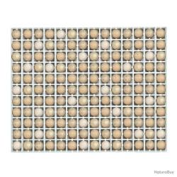 Panier d'incubation oeufs de perdrix TR154