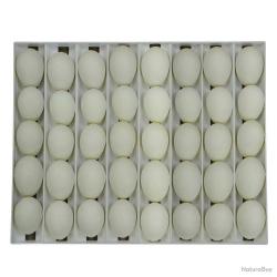 Panier d'incubation pour 40 oeufs d'oie TR40