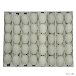 Panier d'incubation pour 40 oeufs d'oie TR40