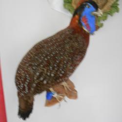 tragopan satyr