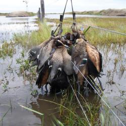 CANARDS ET LIEVRES EN ARGENTINE