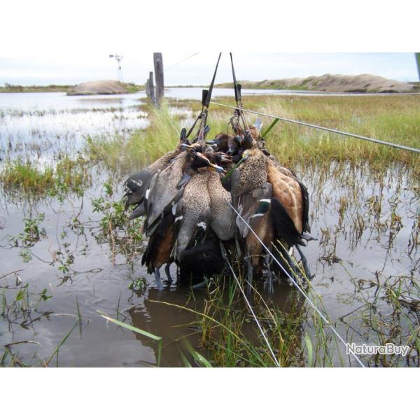 CANARDS ET LIEVRES EN ARGENTINE