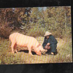 en périgord là ou le chercheur de truffes exerce son talent , truie , cochon, porc cpm