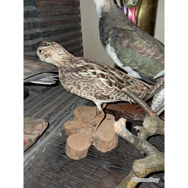 Oiseaux empaills