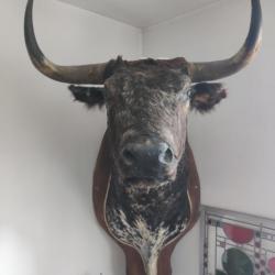 Tête de taureau taxidermie