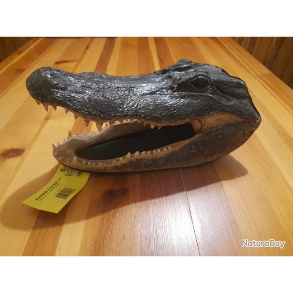 Tte d' alligator de Floride USA taxidermie
