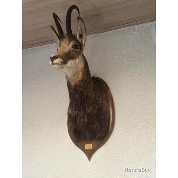 Part de chasse, chamois