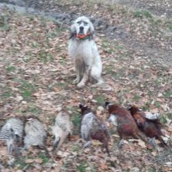 chasse petite gibiers en Brenne