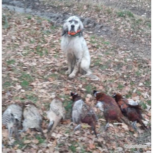 chasse petite gibiers en Brenne