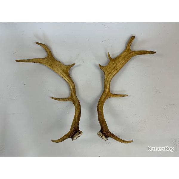 Paire de bois de daim 11 cors - Grande raret (56 cm) avec belle patine naturelle