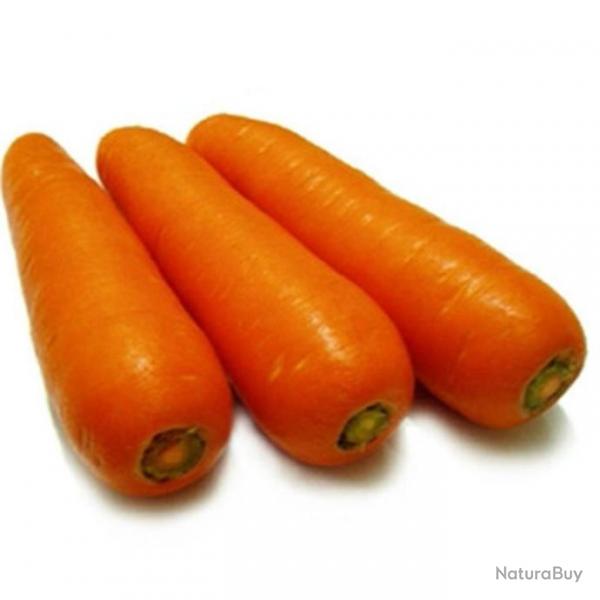 graines de Carottes prcoces